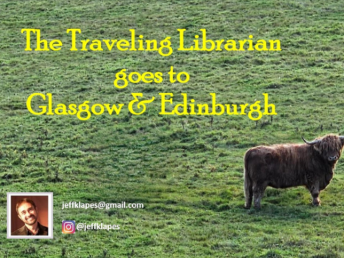 highland cow